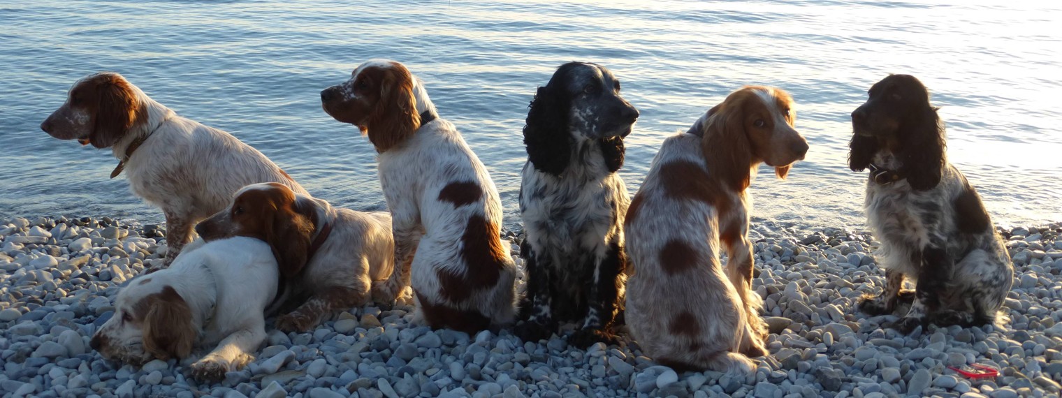 Подольская секция Русского охотничьего спаниеля