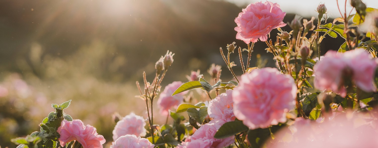 "Крымская роза". Косметический бренд