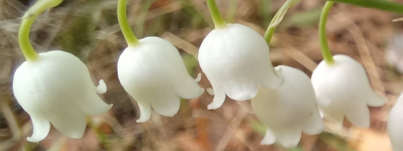 Деревенька - сельский блог