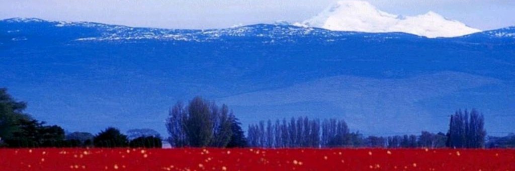 Арсений Рочев