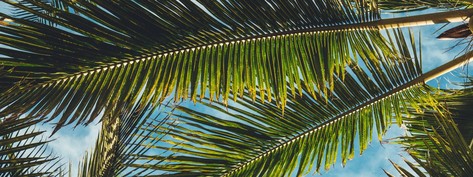 Noi