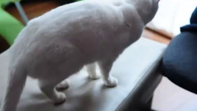 Holiday Cats смотреть онлайн