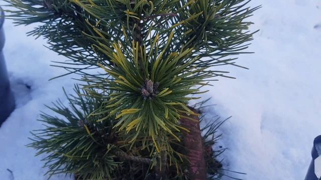 Новинки в саду, горные сосны из р9 Ophir, Sunshine, Goldilocks