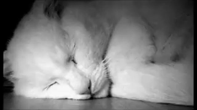 Flёur - Тёплые коты смотреть онлайн