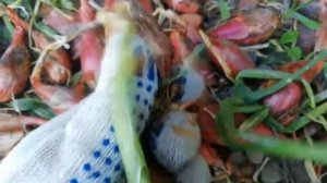 Посадка лука Сорокозубка весной#2#