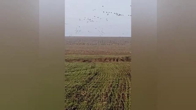 Охота на гуся в Беларусь весна 2021