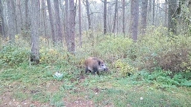 Дикий кабан просит еды Куршская Коса. Свинья попрошайка. Wild boar part 2. Kurska Kosa. Секач смотреть онлайн