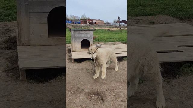 Поход к Кочевникам с ночевкой в юртах. смотреть онлайн