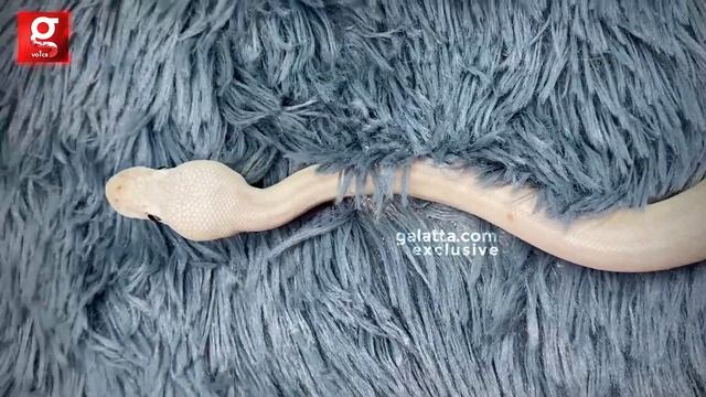 வீட்டில் பாம்பு வளர்க்க ஆசையா? ? இந்த வீடியோ பாருங்க - Exotic Snake Owner Interview смотреть онлайн