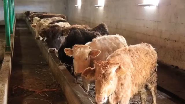 Касабаева Индира Построй свой бизнес Фонд Саби #sabykz2018 смотреть онлайн