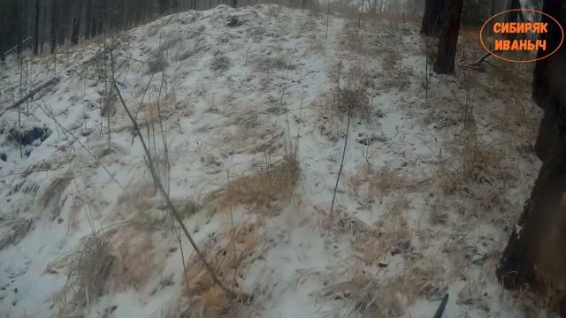 Охота на Сибирскую косулю с подхода!!! смотреть онлайн