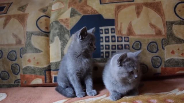 Скоттиш страйт (шотландские прямоухие котята) 2 месяца смотреть онлайн