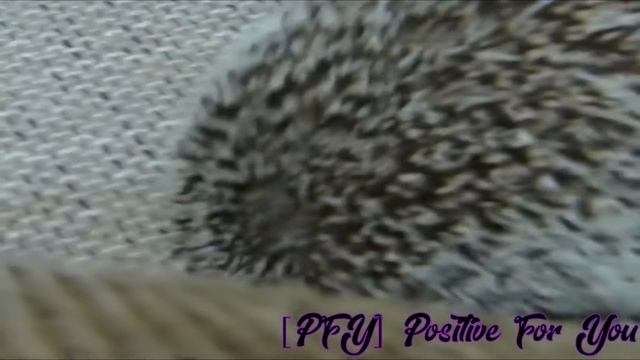 Как Ёжики защищаются в дикой природе ??? [PFY] How hedgehogs protect themselves in the wild ??? смотреть онлайн