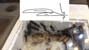 МУРАВЬИ-БУЛЬДОГИ // КРАТКО О РОДЕ // AntKeeper