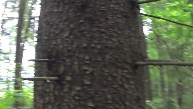 Прогулка в лесу август 2020) Ягоды, грибы 2020 смотреть онлайн