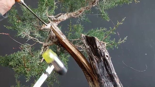 Bonsai Cupressus #5 stage #1 How to make bonsai смотреть онлайн