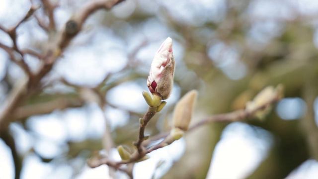 MIGHTY MAGNOLIA: long term PHOTOGRAPHY PROJECT (3rd year) смотреть онлайн