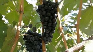 Морозоустойчивые сорта винограда : Клубничный,Изумление,Ютал,Барсум,Леди Патриция ...