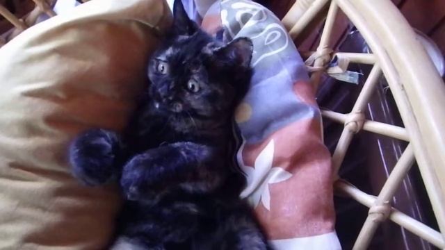 cat , pentax wg 3 - slow motion смотреть онлайн