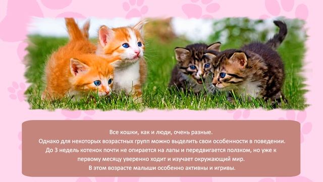 Как определить возраст кошки 4 способа How to determine the age of a cat Як визначити вік кішки смотреть онлайн