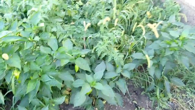 Сладкий перец Золотое чудо смотреть онлайн