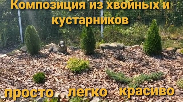 КЛУМБА МАЛОГО УХОДА ИЗ ХВОЙНЫХ И КУСТАРНИКОВ☝ ПОСАДИЛ И ЗАБЫЛ! смотреть онлайн