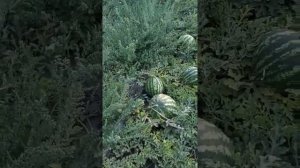 Арбуз Талисман. 6.08.22 400тон +79900486406