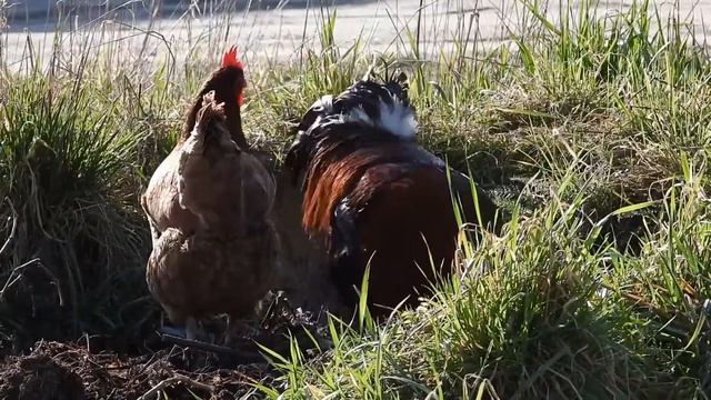 Petronella Glückschuh - Tierkindergeschichten (Autorin Dorothea Flechsig & Illu. Christian Puille) смотреть онлайн