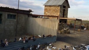 Николаевские голуби. Крым, Евпатория +79787169329