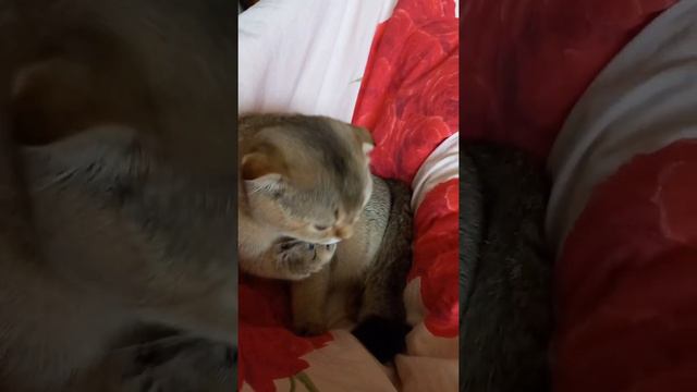 кот биткоин в одеяле, его вес уже 2600 грамм возраст 5 месяцев смотреть онлайн