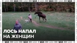 Лось напал на двух женщин в парке «Лосиный остров» - Москва 24