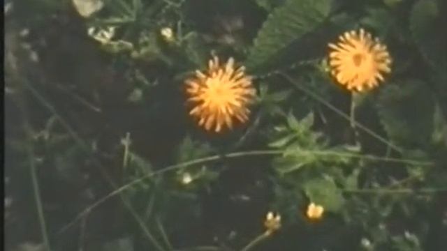 Слайды Майкла - Цветы смотреть онлайн