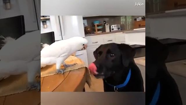 Приколы с птицами 2018 года