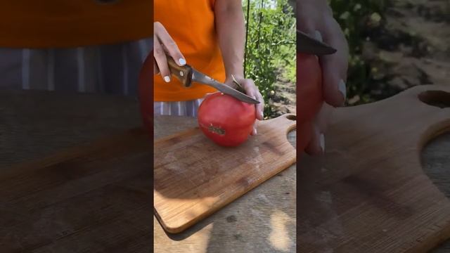 Томат-гигант!?Обзор сорта Ленинградский гигант Усадьба-Семена смотреть онлайн