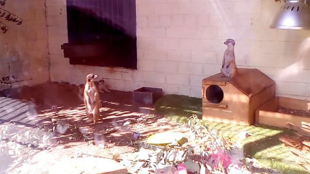 22 08 2016 зоопарк г. Екатеринбург Сурикаты смотреть онлайн