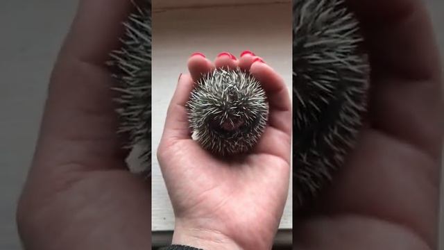 Карликовый африканский еж. African hedgehog смотреть онлайн