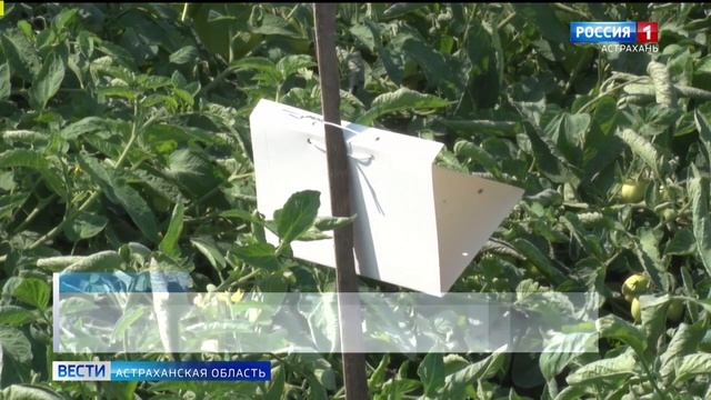 Россельхознадзор провёл рейд в Камызякском районе на наличие томатной моли.mp4 смотреть онлайн