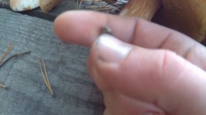 Поск средневекового поселения! Основы поиска! Выводы и ошибки!