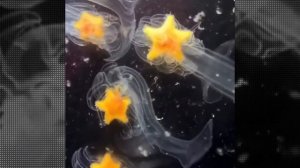 Как размножаются морские звёзды . How starfish reproduce