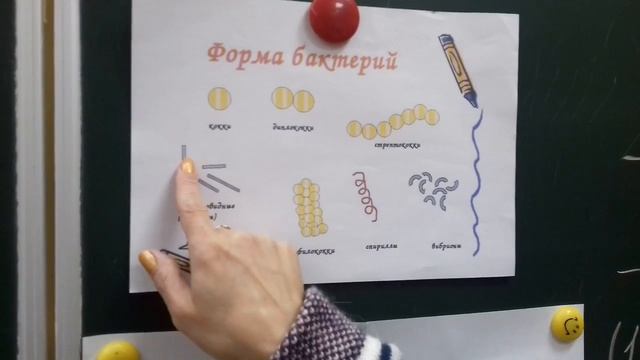 Уроки біології. підготовка до ЗНО. Важливі теми (бактерії). смотреть онлайн