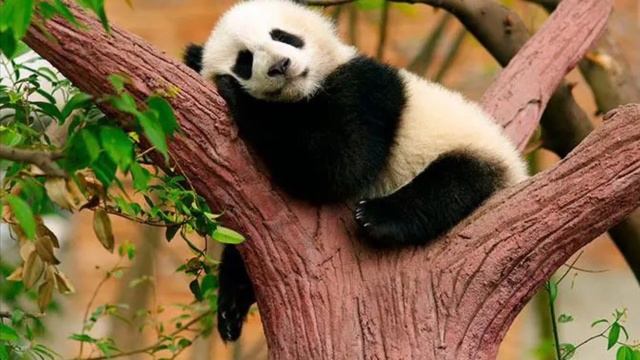 А знаешь ли ты? У панды 6 пальцев? смотреть онлайн