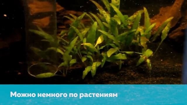 Как менять воду в аквариуме? смотреть онлайн