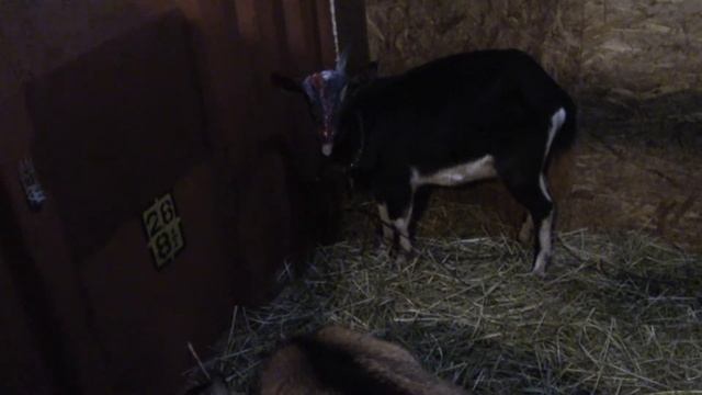 Нюансы обезроживания козы резинками. Кровавая сцена. смотреть онлайн