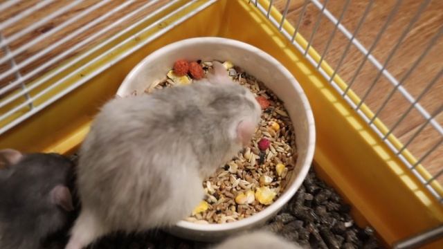 КРЫСКИ ЖАДНО КУШАЮТ ЗЕРНО :) смотреть онлайн