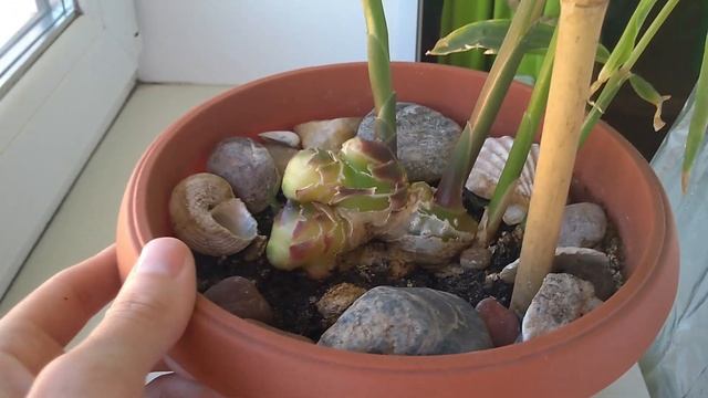 Первый раз увидела, как цветет имбирь! The 1st time I've seen my ginger blooming! смотреть онлайн