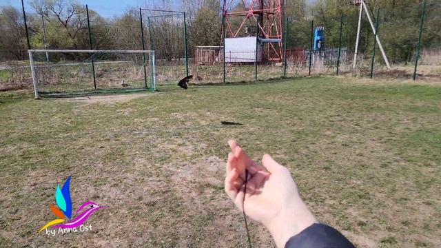 полет попугая. смотреть онлайн