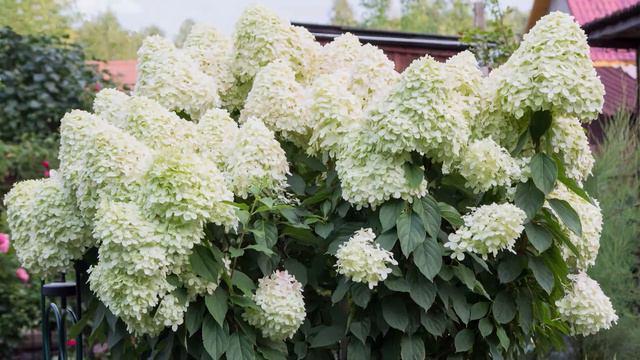 The Five Kinds of Hydrangea смотреть онлайн