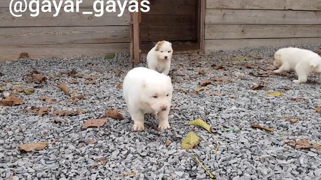 Щенки Алабая помет А , их можно купить 😉 смотреть онлайн