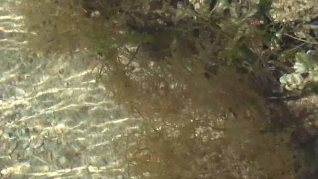 морской еж смотреть онлайн