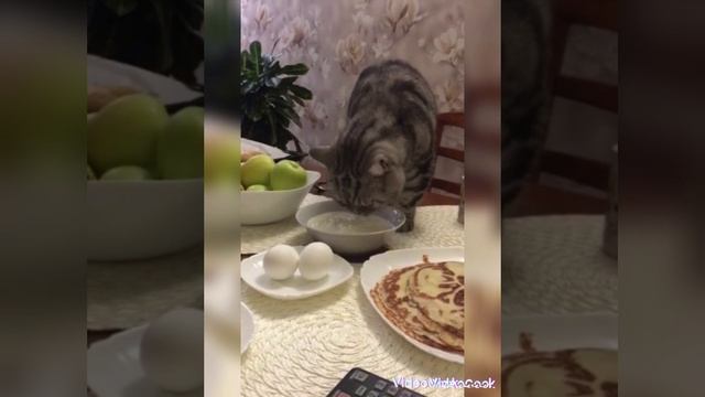 смешные видео с котом.